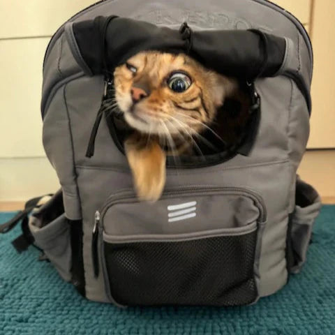 Load image into Gallery viewer, ROCKBROS Folding Bike Pet Bag  Backpack
